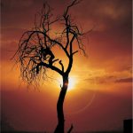 <p>نام هنرمند: عبداله قریشی زاده</p>
 