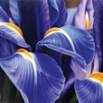 <p>نام هنرمند: سارا ضحاک</p>
 