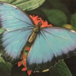 <p>نام هنرمند:سارا ضحاک</p>
 